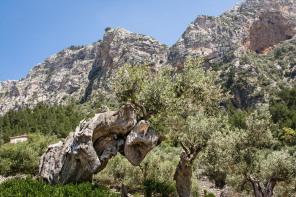 Randonnée du lac de Cúber vers Biniaraix – Gorges de Biniaraix