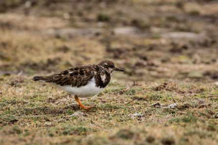 Presqu'île de Quiberon – Côte Sauvage – Pointe du Percho