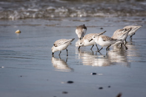 Presqu'île de Quiberon – Pointe du Conguel – Bécasseaux sanderling
