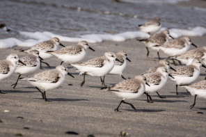 Presqu'île de Quiberon – Pointe du Conguel – Bécasseaux sanderling