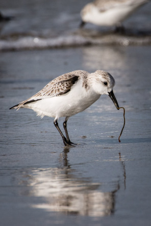 Presqu'île de Quiberon – Bécasseaux sanderling