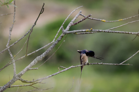 Parc ornithologique du Marquenterre