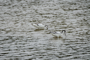 Parc ornithologique du Marquenterre