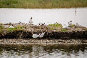 Parc ornithologique du Marquenterre