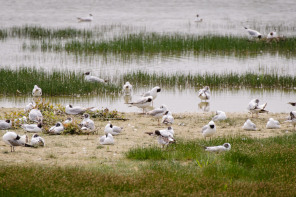 Parc ornithologique du Marquenterre