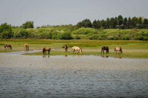 Parc ornithologique du Marquenterre