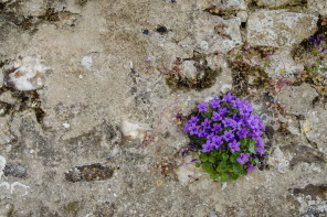 Saint-Valéry-sur-Somme – Herbarium