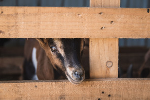 Ferme des Jassines