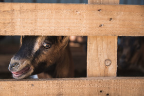 Ferme des Jassines