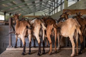 Ferme des Jassines