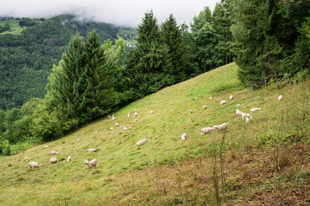 Ferme des Sapins