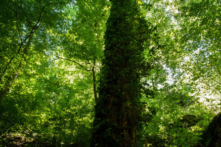 Gorges du Guiers Mort