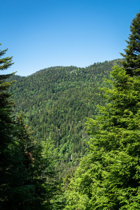 Monastère de la Grande Chartreuse – Randonnée sur le flanc est (printemps)