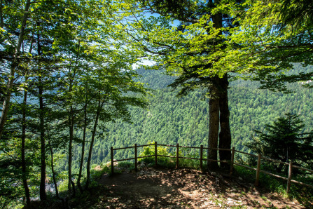 Monastère de la Grande Chartreuse – Randonnée sur le flanc est (printemps)