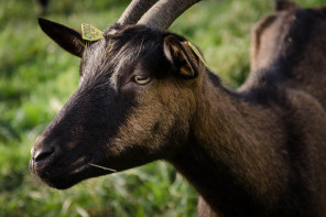 Randonnée du Cap Fréhel – Chèvre