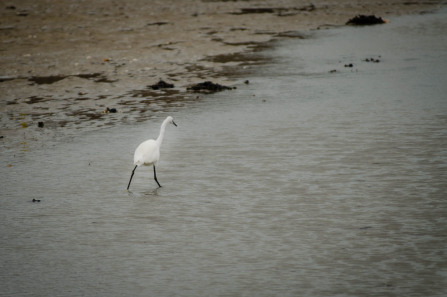 Saint-Jacut-de-la-Mer – Pointe du Chevet