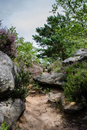 Près des gorges d'Apremont