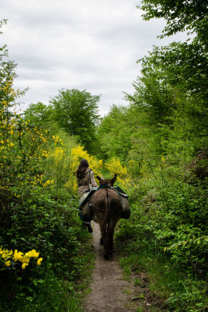 Promenade avec un âne entre Bois-le-Roi et Samois-sur-Seine