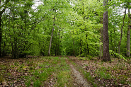 Promenade avec un âne entre Bois-le-Roi et Samois-sur-Seine