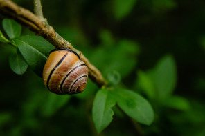 Escargot