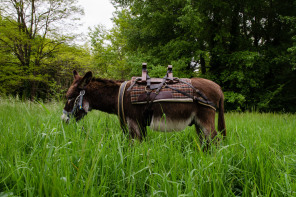 Promenade avec un âne entre Bois-le-Roi et Samois-sur-Seine