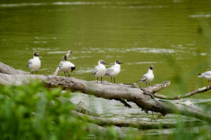 Promenade avec un âne entre Bois-le-Roi et Samois-sur-Seine