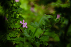 Fleur