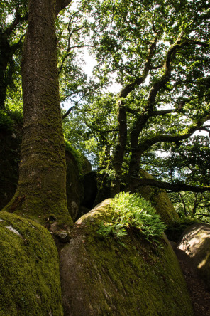 Forêt de Huelgoat