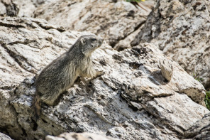 Vallon de Prariond – Qu'elles sont belles !