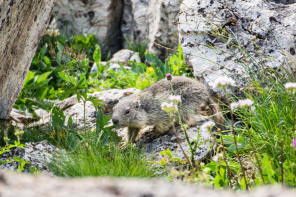 Vallon de Prariond – Qu'elles sont belles !