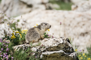 Vallon de Prariond – Qu'elles sont belles !