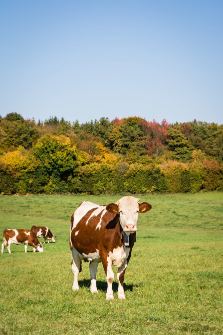 Sur les routes du Haut-Jura...