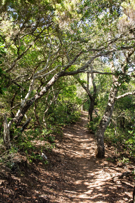 Port-Cros – Sentiers boisés du sud de l'île