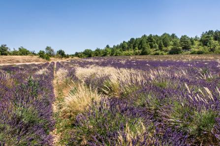 Champs de lavande entre Saignon et Auribeau