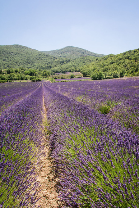 Champs de lavande entre Saignon et Auribeau