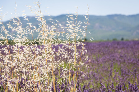 Saignon – Champs de lavandes le long de la D232