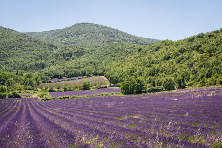 Champs de lavande entre Saignon et Auribeau