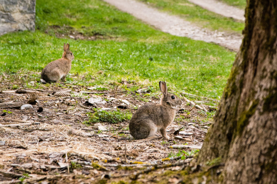 Deux coquins quelque-part dans le massif du Bargy...