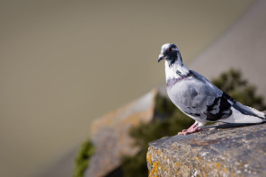 Pigeon