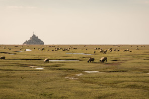 Vue du mont Saint-Michel depuis la D275