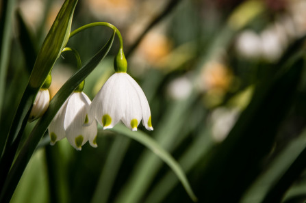 Jardin François