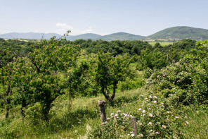 Condrieu – Sentier de l’Arbuel