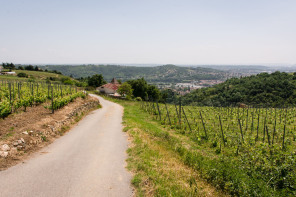 Condrieu – Sentier de l’Arbuel