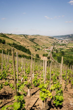 Condrieu – Sentier des Lônes en terrasses