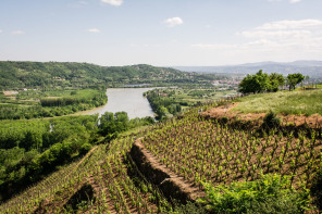 Condrieu – Sentier des Lônes en terrasses