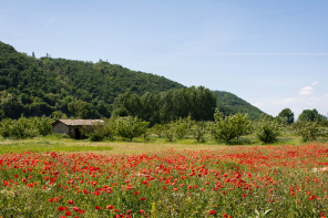 ViaRhôna vers Ampuis