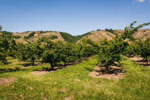 ViaRhôna vers Ampuis