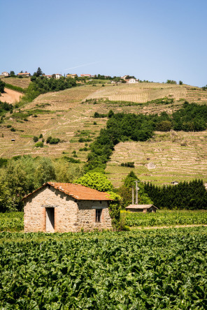 ViaRhôna vers Ampuis