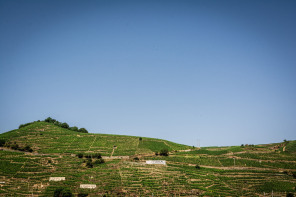 Vignobles des Côtes Rôties