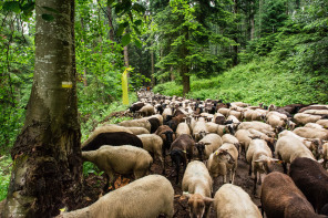 Transhumance annuelle de La Terrasse-sur-Dorlay au crêt de l'Œillon